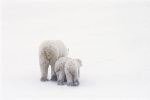 In Manitoba lopen een ijsbeer en haar welpen weg van de camera