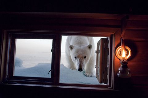 Een ijsbeer onderzoekt de hut waar fotograaf Paul Nicklen in 2009 werkte aan het National Geographicartikel IJsparadijs