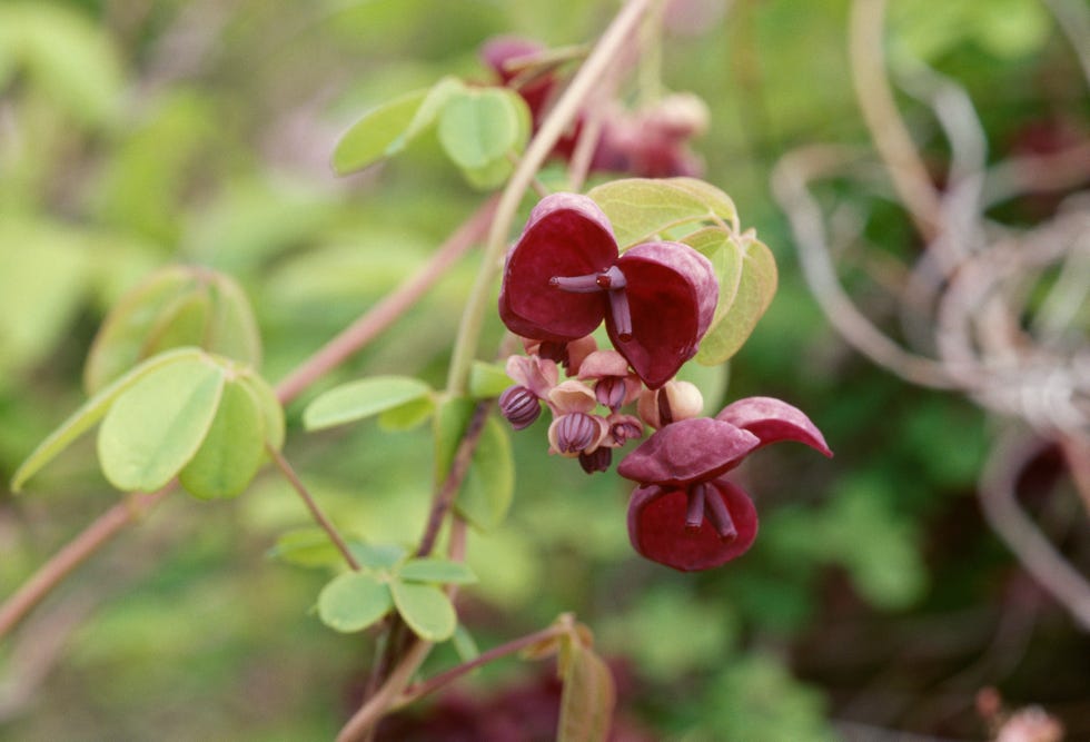 Cluster of purple flowers with unique shapes and green leaves.