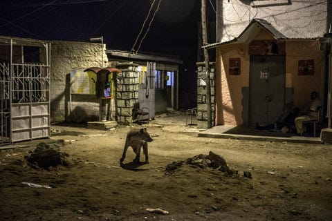 Een hyena loopt s avonds langs politieagenten in Harar Hyenas bezoeken deze ommuurde middeleeuwse stad geregeld alsof ze gedomesticeerde honden zijn