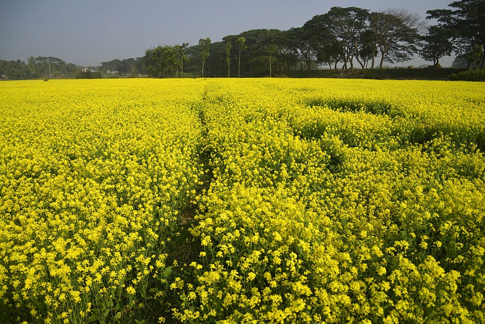 Mustard field in Bangladeshi Village