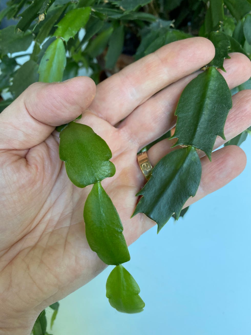 Thanksgiving vs. Christmas Cactus De Lalo