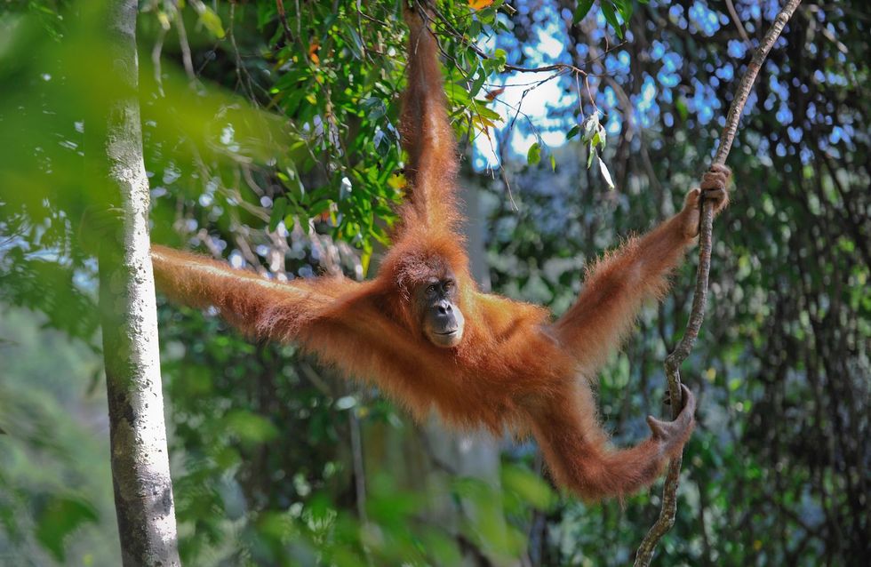 Een orangoetan in Sumatra