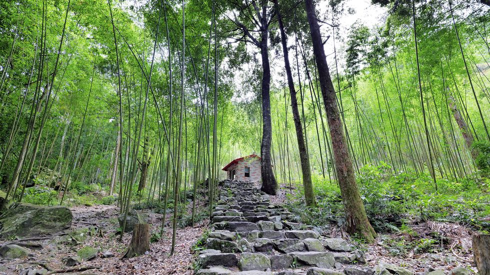 全台14座國家森林遊樂區推薦！走訪台灣最美後花園、絕美夜觀仙境，來場大自然治癒之旅