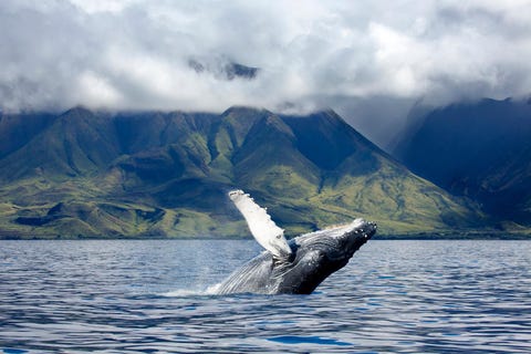 10x Plekken op Hawaï die je omverblazen Voor de kust van Maui zul je tussen januari en maart waarschijnlijk worden getrakteerd op de magnifieke aanblik van opspringende en spelende bultruggen Meer dan tienduizend van deze walvissen trekken elke winter van Alaska naar Maui om er te paren en hun kalven te baren en groot te brengen Hawa is de enige Amerikaanse staat waar alle drie de gebeurtenissen plaatsvinden en is de enige plek waar de walvispopulatie volgens de rapporten de afgelopen jaren is toegenomen Het nieuwe bezoekerscentrum werkt samen met de National Oceanic and Atmospheric Association NOAA in de hoop om bezoekers beter te kunnen informeren over de bescherming van deze soort en over de eeuwenoude relatie tussen de Hawaanen en de zee