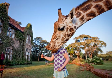 NAIROBI KENIA  In het dierenpark Giraffe Manor in Langata schuift de voorovergebogen kop van een Rothschildgiraffe voor het hoofd van een zesjarig meisje dat het dier zemelenkoekjes en melassestroop aanbiedt