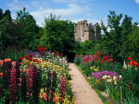 De bouw van Crathes Castle bij Aberdeen begon in 1553 en duurde 43 jaar De beroemde ommuurde tuin van het kasteel is opgedeeld in acht segmenten met elk een eigen thema die van elkaar worden gescheiden door heggen van Ierse taxusplanten waarvan sommige meer dan driehonderd jaar oud zijn