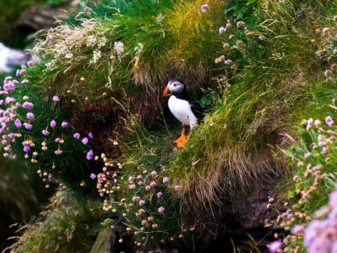 Elk voorjaar arriveren n miljoen papegaaiduikers op de steile klippen van de Schotse westkust om er hun eieren te leggen Met hun kleurrijke snavels en schattige uiterlijk vliegen deze vogels heen en weer tussen hun nesten en de zee om snavels vol visjes te vangen en naar hun kuikens te brengen