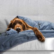 weighted blanket for dog