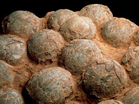 In de centrale vlakte van Henan in China ontdekten paleontologen dit nest met gefossiliseerde eieren van een Hadrosaurus een plantenetende eendensnaveldinosaurir uit de Jura Nieuwe vondsten lijken erop te wijzen dat alle dinosaurirs eieren in verschillende soorten en maten legden van 8 tot 53 centimeter groot rond of ovaal Dinosaurireieren waren voorzien van schalen met kleine porin erin waardoor er vitale zuurstof naar binnen kon dringen