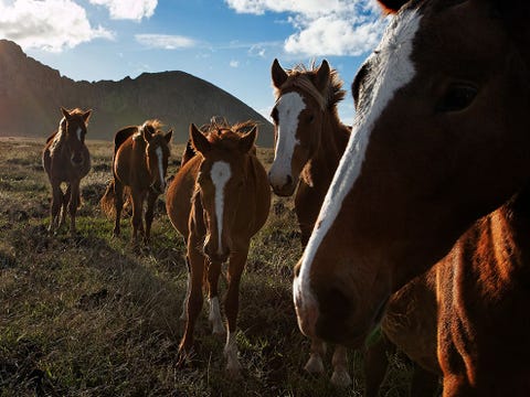 Toeristen mogen de moais niet aanraken maar paarden wrijven er genoeglijk tegenaan waardoor ze het poreuze vulkanische gesteente wegslijten Hoewel de auto nu het populairste vervoersmiddel op het eiland is lopen er op Rapa Nui nog altijd ruim zesduizend paarden en runderen los rond die hun behoeften ook op de ooit heilige platforms doen