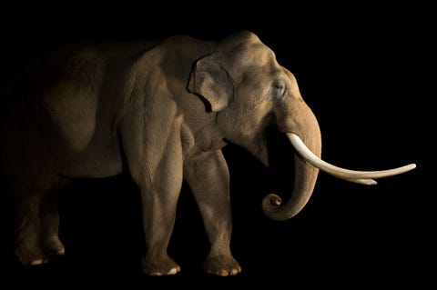Status bedreigdDe Aziatische olifant Elephas maximus is niet zo groot als zijn Afrikaanse neef en heeft ook kleinere en rondere oren Die oren stralen warmte uit om de olifant af te koelen Het dier zuigt ook zijn slurf vol met water om zichzelf te besproeien Ivoorstropers hebben deze dikhuiden tot een bedreigde soort gemaakt Gefotografeerd in de Los Angeles Zoo Californi VS