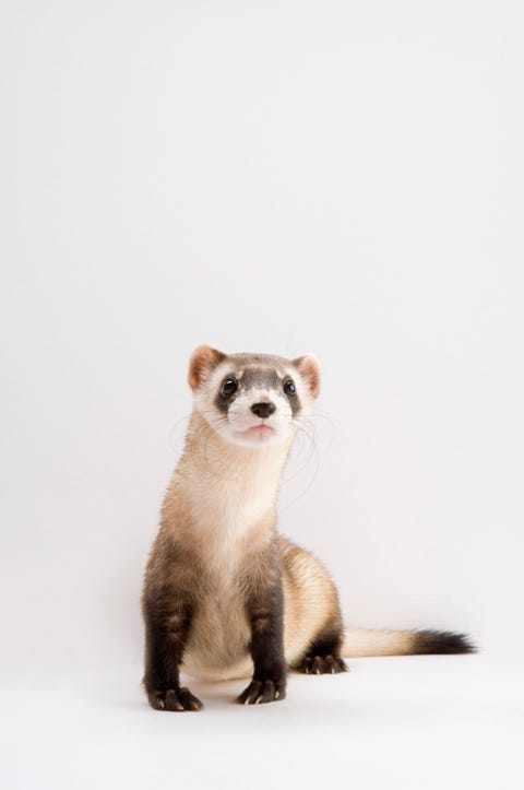 Status bedreigdHet ranke lijf van de zwartvoetbunzing Mustela nigripes stelt deze gemaskerde jager in staat om door de holen van zijn prooidieren prairiehonden te kruipen Maar omdat veel prairiehonden door boeren en ranchers worden gedood is deze bunzing bijna verdwenen Gepoogd wordt de soort te redden door de dieren in gevangenschap te fokken Gefotografeerd in de Cheyenne Mountain Zoo Colorado Springs VS
