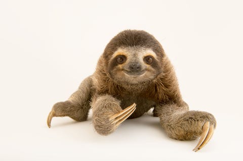 Status laag risico met de minste zorgDe kapucijnluiaard Bradypus variegatus heeft een bek die een permanente glimlach vertoont Hij gebruikt zijn drie gebogen klauwen om ondersteboven aan takken te hangen Deze zeer trage loper is kwetsbaar voor roofdieren Gefotografeerd in de Pan American Conservation Association PanamaStad Panama