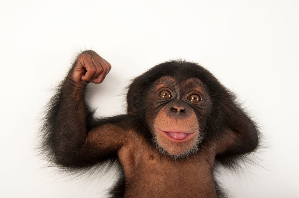 De chimpansee