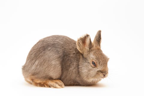 Status laag risico met de minste zorgHoewel het dwergkonijn Brachylagus idahoensis als soort niet met uitsterven wordt bedreigd behoort dit vrouwtje met de naam Bryn tot een bedreigde populatie op het Columbia Plateau in het Pacifische noordwesten van de VS Deze populatie is nagenoeg uitgestorven als gevolg van de landbouw met name de aardappelteelt ten behoeve van de frietindustrie Toen Bryn in 2007 op de foto werd gezet was zij een van nog maar twee exemplaren Gefotografeerd in de Oregon Zoo Portland VS