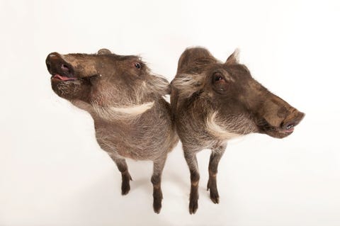 Status laag risico met de minste zorgKnobbelzwijnen Phacochoerus africanus bewaken de ingang van hun leger met geheven slagtanden Maar dit gehoornde en harige zwijn dat tot dezelfde familie als het varken behoort is gewoon een grazer Het dier voedt zich met grassen en planten en gebruikt zijn snuit voor het uitgraven van wortels en knolgewassen Gefotografeerd in de Columbus Zoo Powell Ohio VS