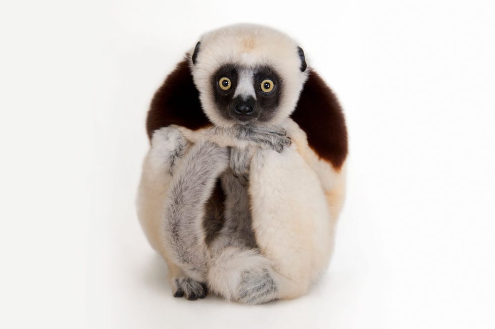 De kroonsifaka