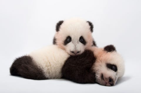 Status bedreigdMet bamboe kun je de reuzenpanda Ailuropoda melanoleuca altijd blij maken want een groot deel van zijn leven besteedt hij aan het verorberen van deze plant een volwassen reuzenpanda eet dagelijks zon dertien kilo bamboe In het wild leven niet meer dan duizend exemplaren terwijl honderd reuzenpandas in dierentuinen worden gehouden De pandas Mei Lun en Mei Huan hier afgebeeld in de dierentuin van Atlanta werden in 2013 geboren Gefotografeerd in Zoo Atlanta Georgia VS