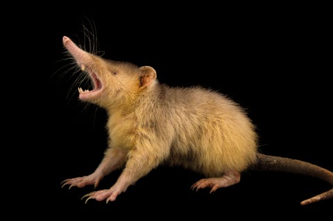 Status bedreigdDe agouta Solenodon paradoxus jaagt vooral s nachts op spinnen en insecten in de slinkende wouden van Hati en de Dominicaanse Republiek Overdag verbergt hij zich in rotsspleten en holen Agoutas zijn sociale dieren die soms n hol met zn achten bewonen Gefotografeerd in het Parque Zoolgico Nacional Santo Domingo Dominicaanse Republiek
