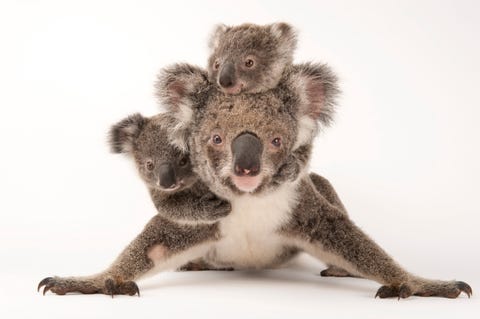 Status laag risico met de minste zorgKoalas Phascolarctos cinereus baren doorgaans maar n joey per worp Koalaberen zijn buideldieren geen beren In het oosten van Australi waar ze leven voeden koalas zich overdag met bladeren van de eucalyptusboom en slapen of sluimeren bij nacht Gefotografeerd in het Australia Zoo Wildlife Hospital Beerwah Australi