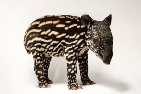 Status bedreigd De Indische tapir Tapirus indicus is voor zijn overleving afhankelijk van oerbossen met name tropische oerbossen De verwoesting van deze bossen onder andere door de aanleg van palmolieplantages vormt een grote bedreiging voor de soort Gefotografeerd in de Minnesota Zoo in Apple Valley VS