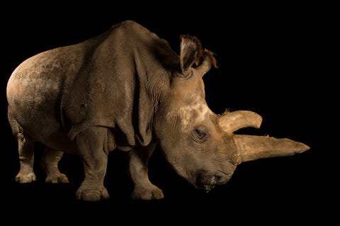 Status Ernstig bedreigdDe noordelijke witte neushoorn Ceratotherium simum cottoni is na de olifant het grootste landzoogdier op aarde en is door de illegale jacht op neushoornhoorns bijna uitgestorven De soort is de enige grazer onder de neushoorns en kan op een dieet van korte grassen een gewicht van 36 ton bereiken Gefotografeerd in de dierentuin van Dvr Krlov Tsjechische Republiek