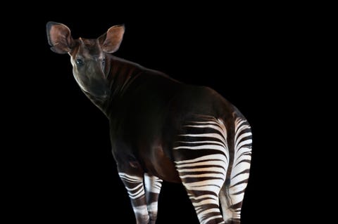 Status bedreigdNet als zijn neef de giraffe heeft de okapi Okapia johnstoni een driehoekig gevormde kop en een lange beweeglijke tong waarmee deze dieren knoppen en bladeren van takken kunnen plukken Deze puur herbivore soort die in het stroomgebied van de Congo inheems is geeft de voorkeur aan dicht regenwoud Gefotografeerd in het White Oak Conservation Center Yulee Florida VS