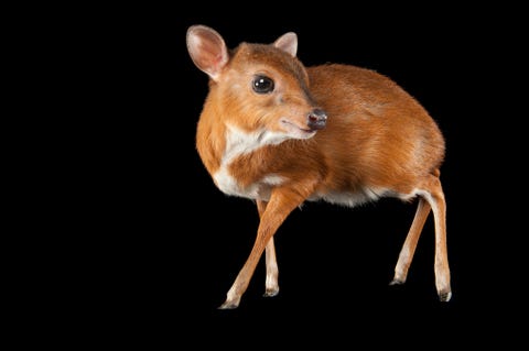 Status laag risico met de minste zorgMet een gewicht van ruim vier kilo is de dwergantilope Neotragus pygmaeus de kleinste van alle antilopensoorten De mannetjes zijn amper groter dan een konijn en ontwikkelen zwarte hoorntjes Dwergantilopen leven in WestAfrikaanse regenwouden zijn nachtdieren en zeer schuw Gefotografeerd in de Los Angeles Zoo Californi VS