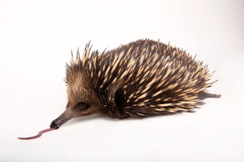 Status laag risico met de minste zorgNet als het vogelbekdier is de Australische mierenegel Tachyglossus aculeatus een zoogdier dat eieren legt Jonge egeltjes klampen zich vast aan de vacht binnenin de buidel van de moeder en worden daar twee drie maanden gezoogd Wanneer ze hun stekels krijgen en gaan prikken graaft de moeder een hol voor haar kroost Gefotografeerd in de Melbourne Zoo Australi