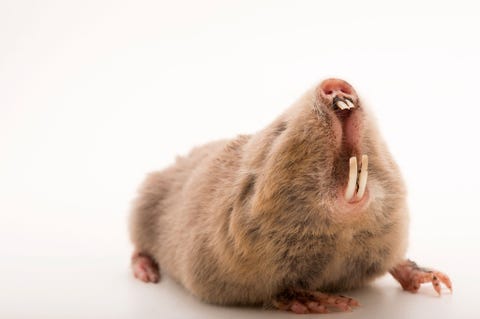 Status laag risico met de minste zorgDe zilvergrijze zandrat Heliophobius argenteocinereus is een solitair levend knaagdiertje uit Afrika dat elk seizoen een ander holenstelsel uitgraaft In het droge seizoen wanneer de bodem hard is slaat de zandrat de uitgegraven aarde op in tunnels in plaats van molshopen Het diertje kan met zeer weinig voedsel overleven Gefotografeerd in de dierentuin van Plze Tsjechische Republiek