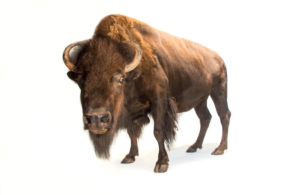 Status laag risico maar bijna bedreigdIn de negentiende eeuw werden zon vijftig miljoen bizons Bison bison gedood voor voedsel en als sport Kuddes die ooit de Great Plains bedekten werden gereduceerd tot een paar honderd dieren Nu leven er weer zon tweehonderdduizend bizons in wildreservaten en veehouderijen Gefotografeerd in de Oklahoma City Zoo VS