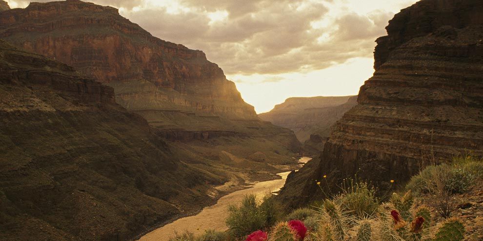 Rode cactusbloesems sieren een vallei in de Grand Canyon De Grand Canyon werd gedurende een periode van miljoenen jaren uitgesleten door de rivier de Colorado en wordt beschouwd als een van de mooiste voorbeelden van woestijnerosie ter wereld De reusachtige kloof is 446 kilometer lang en gemiddeld 1200 meter diep maar op zijn wijdste punt slechts 24 kilometer breed