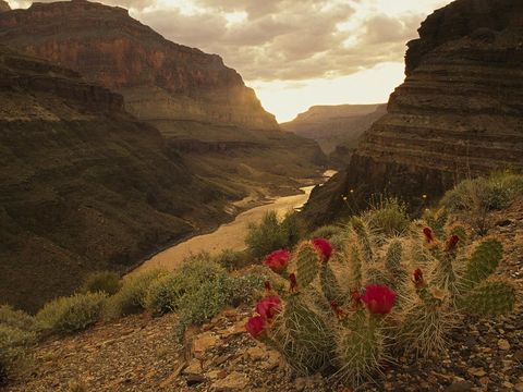 Rode cactusbloesems sieren een vallei in de Grand Canyon De Grand Canyon werd gedurende een periode van miljoenen jaren uitgesleten door de rivier de Colorado en wordt beschouwd als een van de mooiste voorbeelden van woestijnerosie ter wereld De reusachtige kloof is 446 kilometer lang en gemiddeld 1200 meter diep maar op zijn wijdste punt slechts 24 kilometer breed