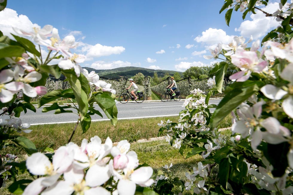 Fietsen tussen de appelbloesem bij Puch Oststeiermark