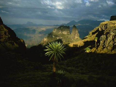 Hoge basalttorens rijzen op in kloven die door stortvloeden zijn uitgesneden en kenmerkend zijn voor het Simiengebergte in Ethiopi In dit woeste landschap dat ook wel de Afrikaanse Alpen wordt genoemd leeft ook de bedreigde gelada een nauwe verwant van de baviaan Op de loodrechte klippen zijn de apen veilig voor jakhalzen hyenas en luipaarden