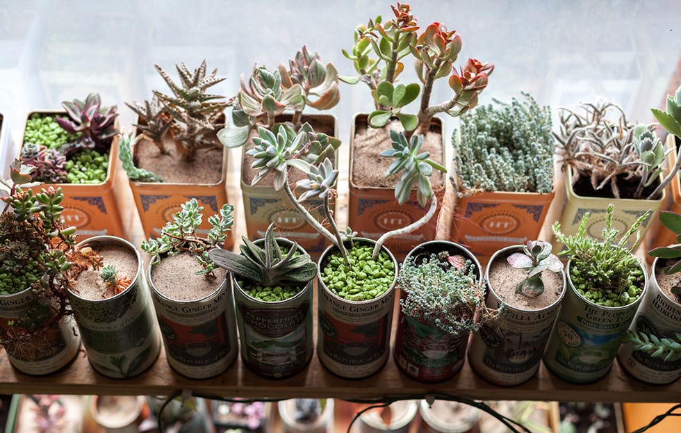 Flowerpot, Flower, Houseplant, Plant, Cactus, Botany, Terrestrial plant, Succulent plant, Mason jar, Herb, 