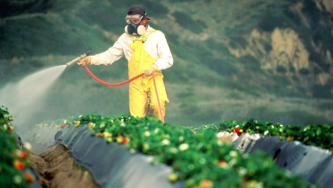 Worker spraing strawberry fields with pesticide