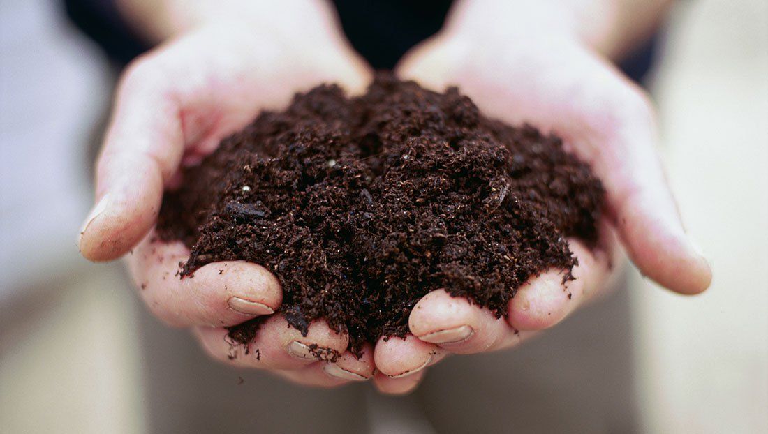 soil in a woman's hands