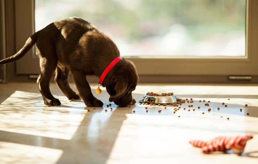 Fda banned dog food sale