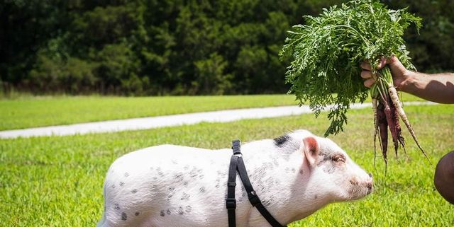 What It's Like Having a Mini Pet Pig - Caring for Miniature Pigs