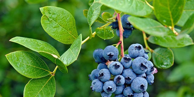 blueberry bush