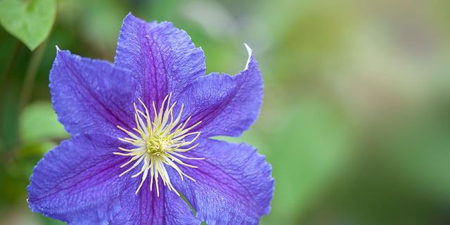 How to grow and care for clematis flowering vines