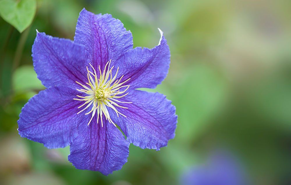 How to grow and care for clematis flowering vines