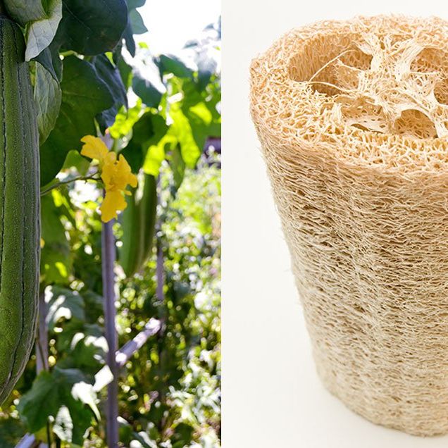 Loofah sponges are made from luffa gourds. Here's how to grow and make your own loofah sponge.