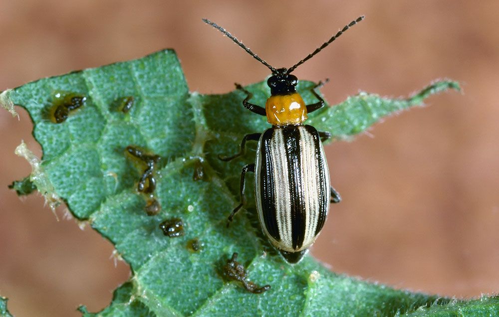 striped beetle 