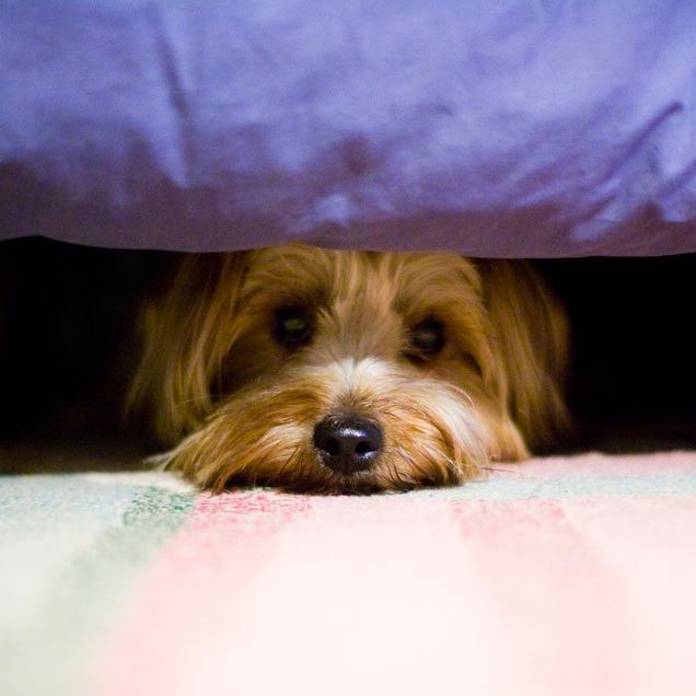 anxious pet under bed