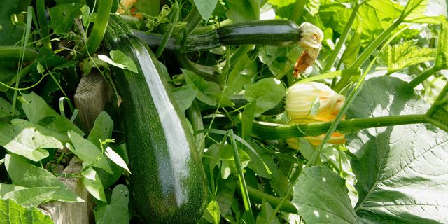 how to grow zucchini 