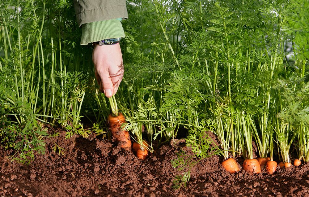 Image of Carrots growing in a raised bed