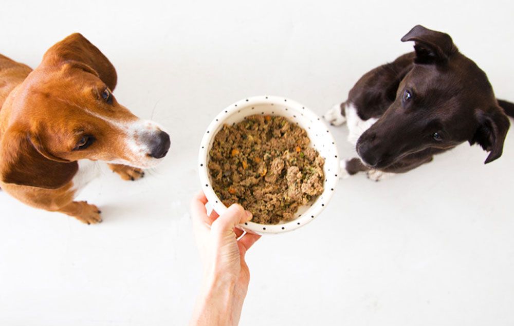 are dog supplements safe